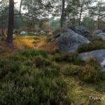 lande et grès (paysages de la forêt de Fontainebleau)