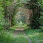 paysage forestier (paysages de la forêt de Fontainebleau)