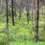 Pinède - paysages de la forêt de Fontainebleau