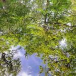 reflet mare aux cerfs (paysages de la forêt de Fontainebleau)