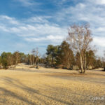 sable du cul du chien (paysages de la forêt de Fontainebleau)