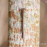 Leste brun (Sympecma fusca) - Libellule de la forêt de Fontainebleau