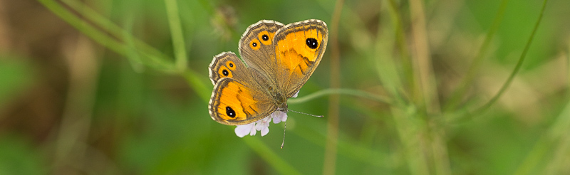 Ariane (Lasiommata maera) - Papillon