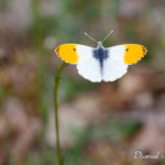 Aurore (Anthocharis cardamines) - papillons de jour de la forêt de Fontainebleau