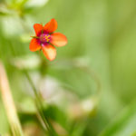 Mouron rouge - Fleurs sauvages de la forêt de Fontainebleau