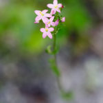 Petite centaurée - Fleurs sauvages de la forêt de Fontainebleau