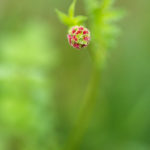 Primprenelle - Fleurs sauvages de la forêt de Fontainebleau