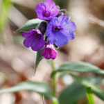 Pulmonaire officinale - Fleurs sauvages de la forêt de Fontainebleau