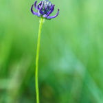 Raiponce orbiculaire - Fleurs sauvages de la forêt de Fontainebleau