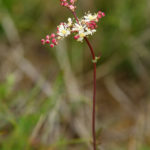 Spirée filipendule - Fleurs sauvages de la forêt de Fontainebleau