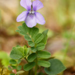 Violette - Fleurs sauvages de la forêt de Fontainebleau