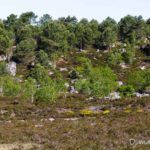 Vallée chaude (paysages de la forêt de Fontainebleau)