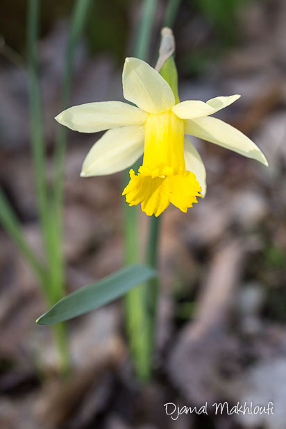 jonquille sauvage (Narcissus pseudonarcissus)